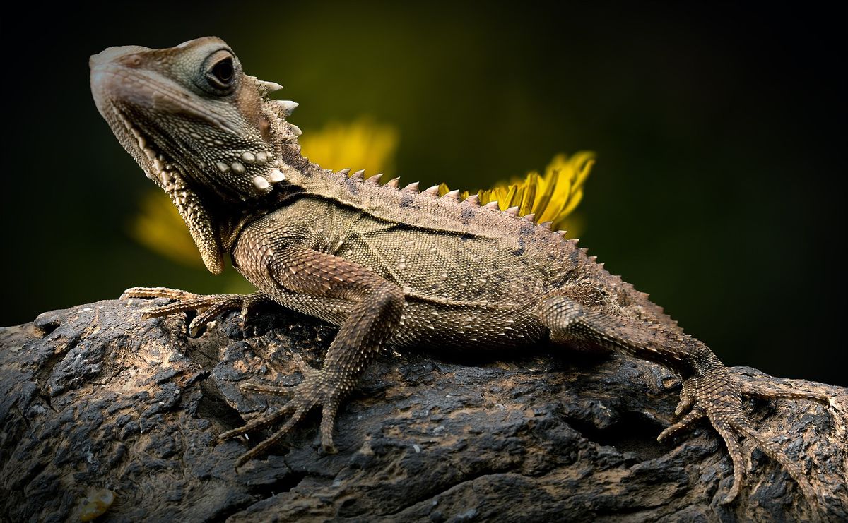 A lizard — the Lizard hand in Rock Paper Scissors Lizard Spock